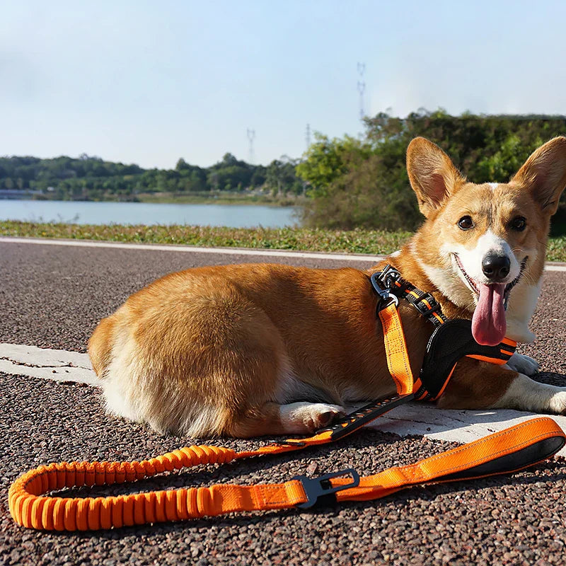 The Ultimate Leash & Harness Combo
